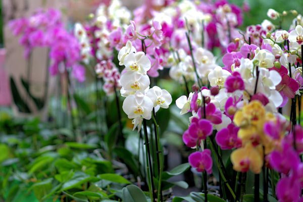 Orchid conservation efforts bear fruit