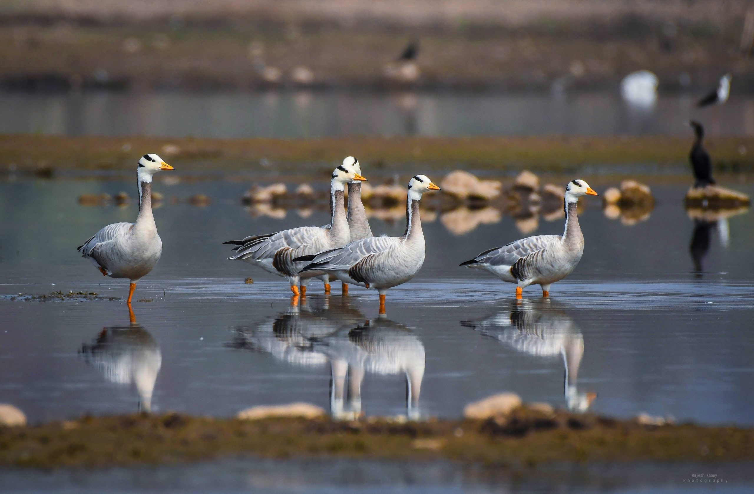 Asifabad, paradise for winged visitors