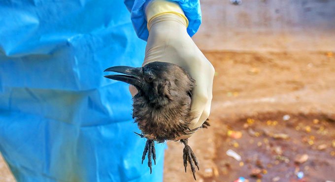 Bird Flu: 2,403 birds dead in Himachal, number likely to increase