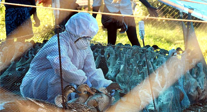Bird Flu: States cautioned to look for unusual bird mortality
