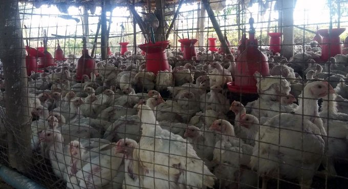 Bird flu confirmed in Delhi, samples test positive