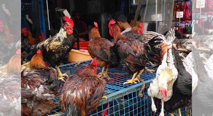 Bird flu to hit Jan sales, unlikely to cull poultry profitability this fiscal: Crisil