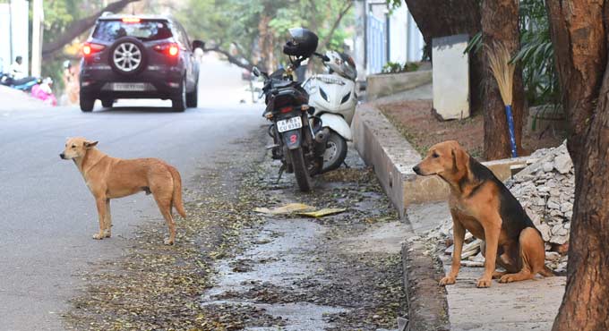 street dog menace