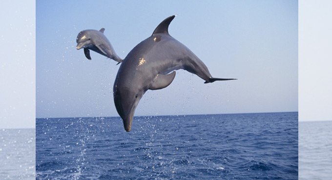 Dolphins anchor Chilika lake tourism amid pandemic