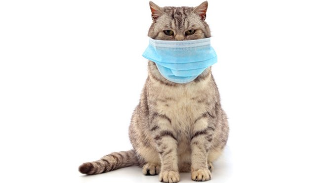 First confirmed case of Covid in pet reported in South Korea