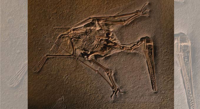 What are fossils and how they are formed