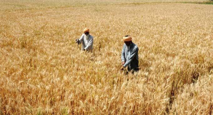 Fungi strengthen plants to fend off aphids: Study