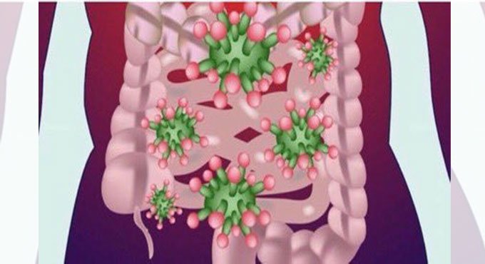 Gut microbe may promote some breast cancers: Study