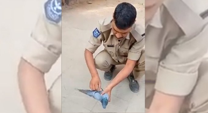 Hyderabad Police Home Guard helps pigeon fly again