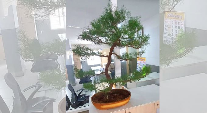 Hyderabad: Bonsai thief nabbed, tree recovered