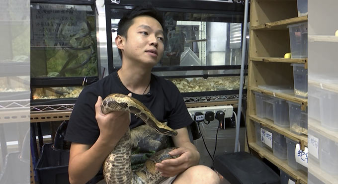 No snake soup for Hong Kong’s young snake catcher