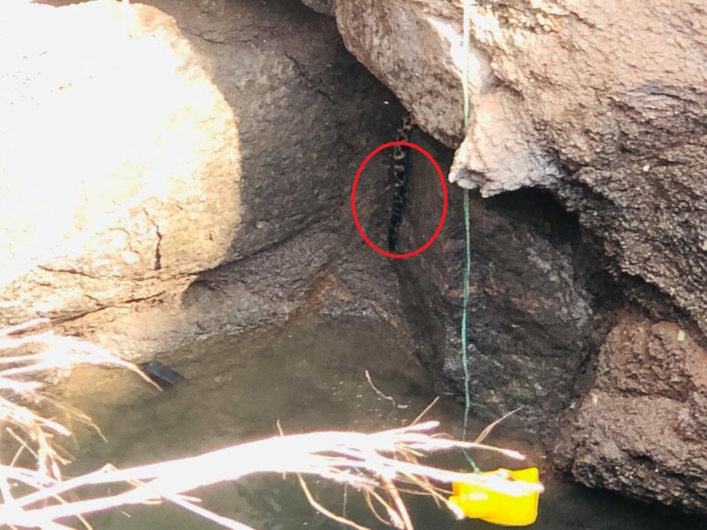 Leopard falls into agricultural well in Sircilla