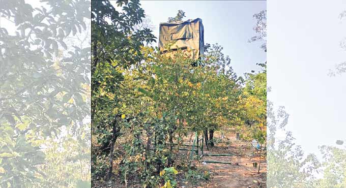 Foresters on toes to trap killer tiger in Asifabad