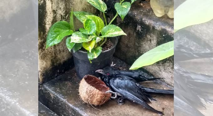 Hyderabad: Organisations raise awareness against use of ‘banned’ manja