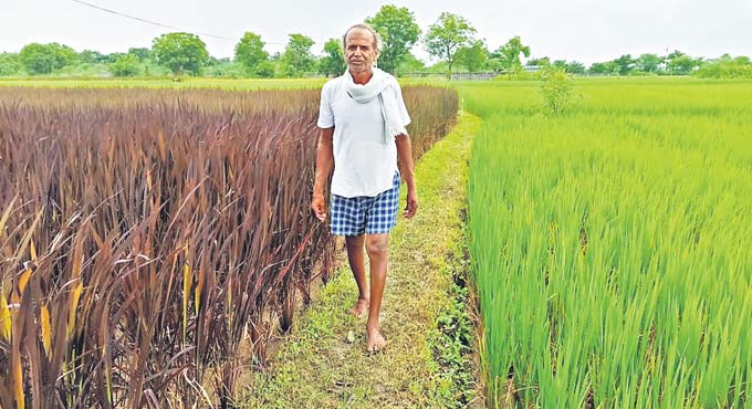 ‘Bank’ on this Nizamabad farmer for 110 paddy varieties