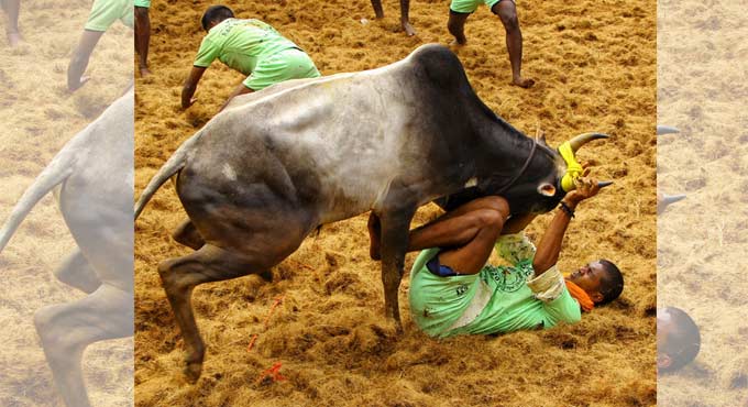 Over 50 docs, PETA sound Covid alert on ‘Jallikattu’