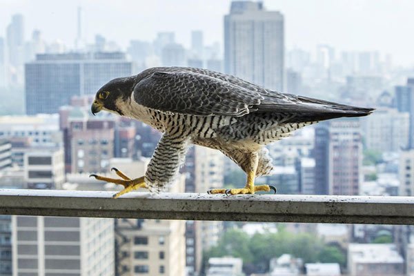 Peregrine falcon: Fastest bird in the world
