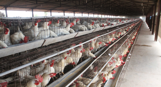 Bird flu scare: Here is what you need to know