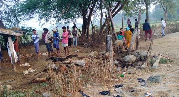 41 sheep killed by street dogs in Nizamabad