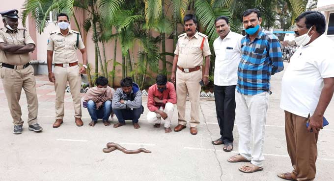 Siddipet police nab three poachers with two-headed snake