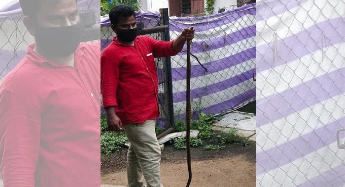 Over 8k snakes rescued in Telangana in 2020