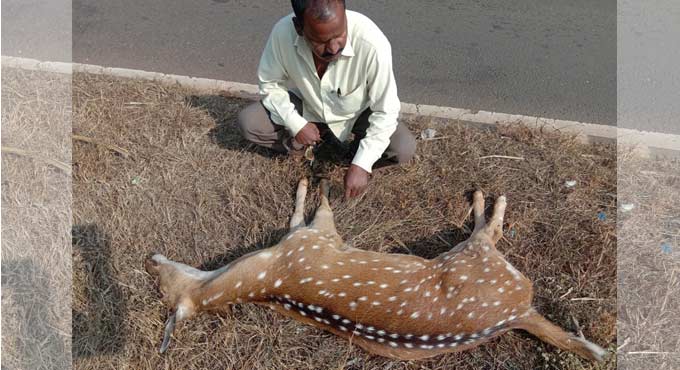 Spotted deer run over in Sangareddy