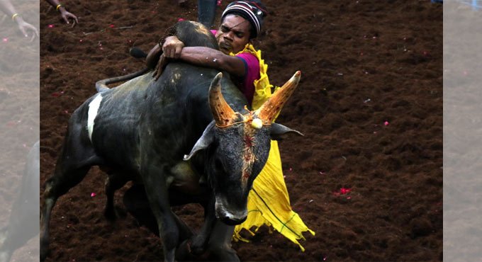 Tamil Nadu CM, Deputy Chief Minister flags off Alanganallur Jallikattu