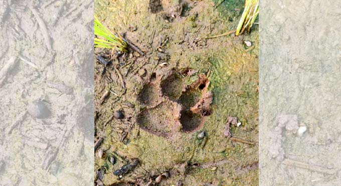 Telangana: Lamb killed in a suspected leopard attack in Sircilla