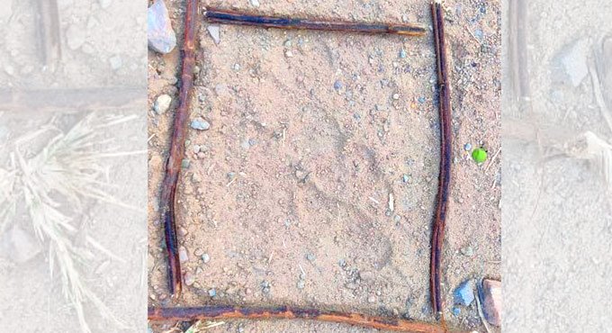 Telangana: Two leopards found near NTPC in Peddapalli