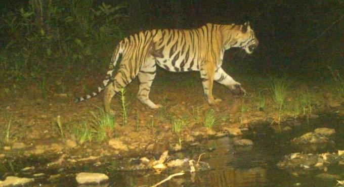 Efforts to trap killer tiger continue in Asifabad