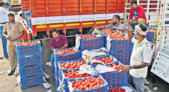 tomato prices