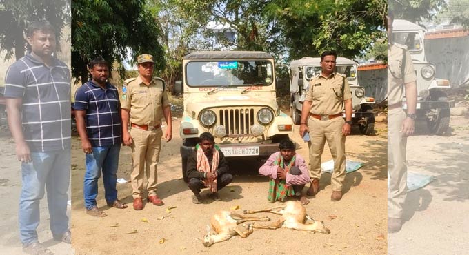 Two poachers who hunted blackbucks nabbed in Nizamabad