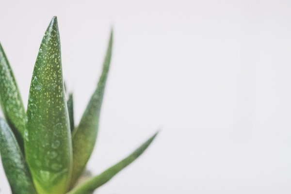 7 ways to use aloe gel