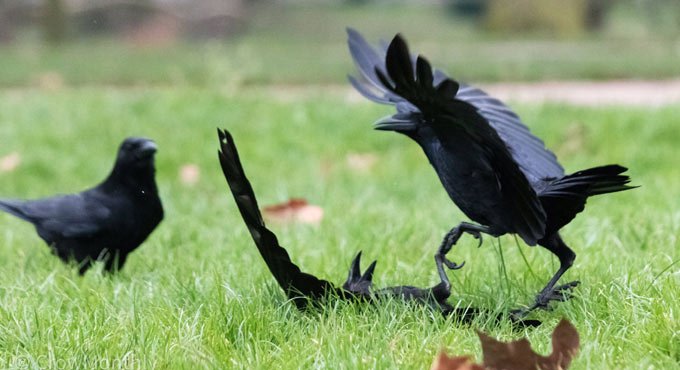 Bird flu virus detected in dead crows in Indore