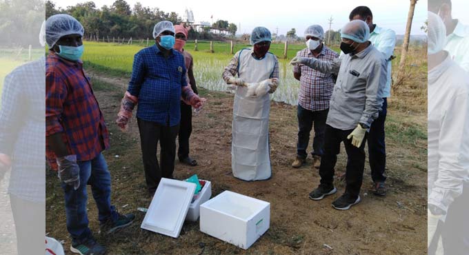 1000 birds die in Nizamabad poultry farm