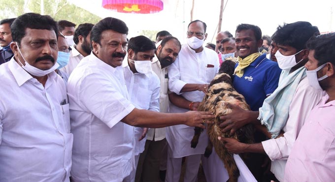 Shepherds benefiting from govt schemes: Talasani