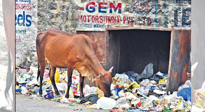 ANINV: A pioneering platform for street animals