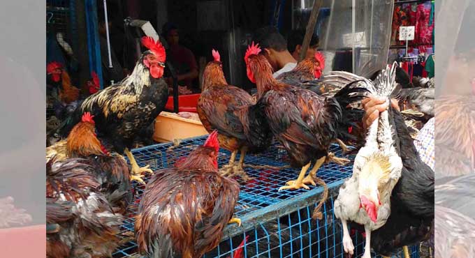 World’s 1st case of human infection with bird flu in Russia