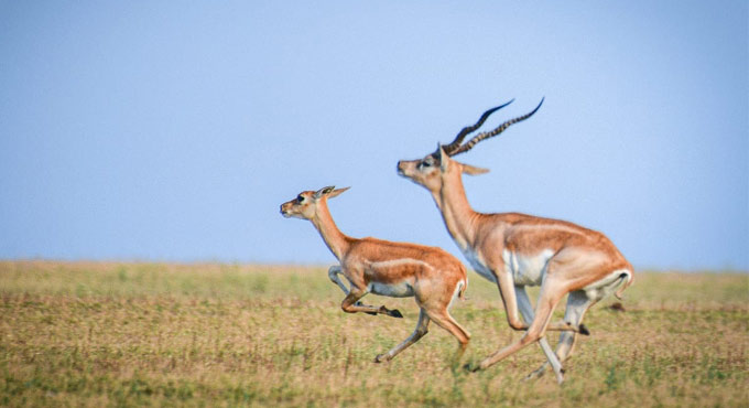 Blackbucks, deer back in Godavari backwaters in Nizamabad
