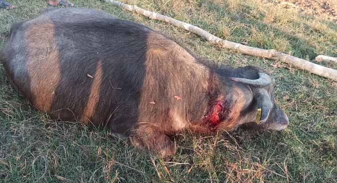 Tiger attacks two buffaloes in village in Mancherial