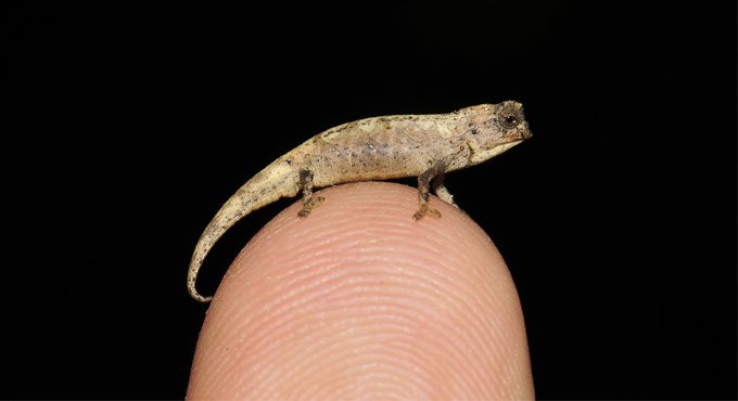 Tiny chameleon a contender for title of smallest reptile