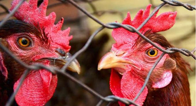 Bird flu: 45 chickens found dead in Maharashtra’s Palghar