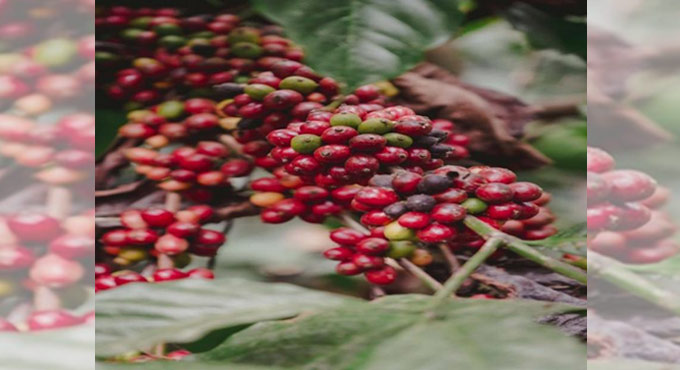 Nature at its best in Coorg’s coffee plantations