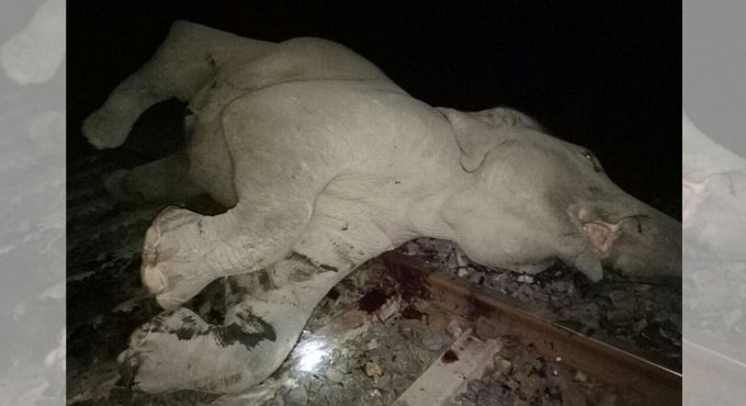 Two elephants killed by goods train in Odisha