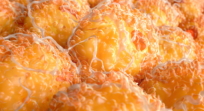 Fat cells may influence how body reacts to heart failure