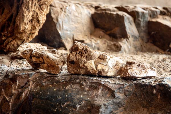 Fossil pigments shed new light on vertebrate evolution