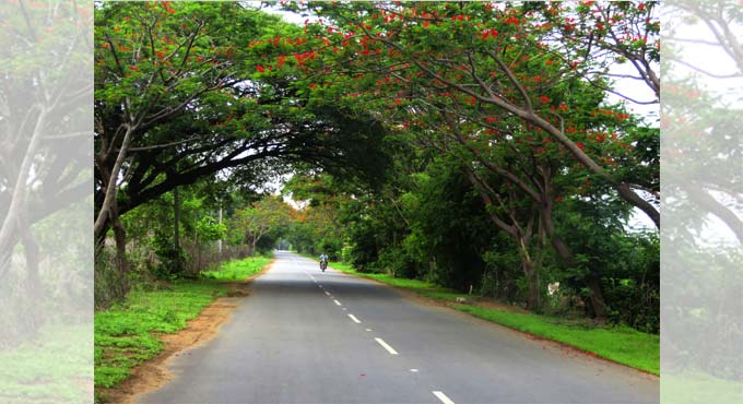 Telangana’s green cover efforts earn global attention