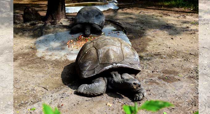 Hyderabad: Couple adopts Galapagos Giant Tortoise at Nehru zoo