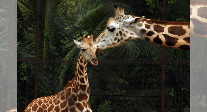 Mumbai Zoo to welcome giraffes, zebras and jaguars