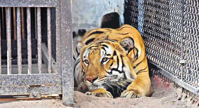 Indian tiger